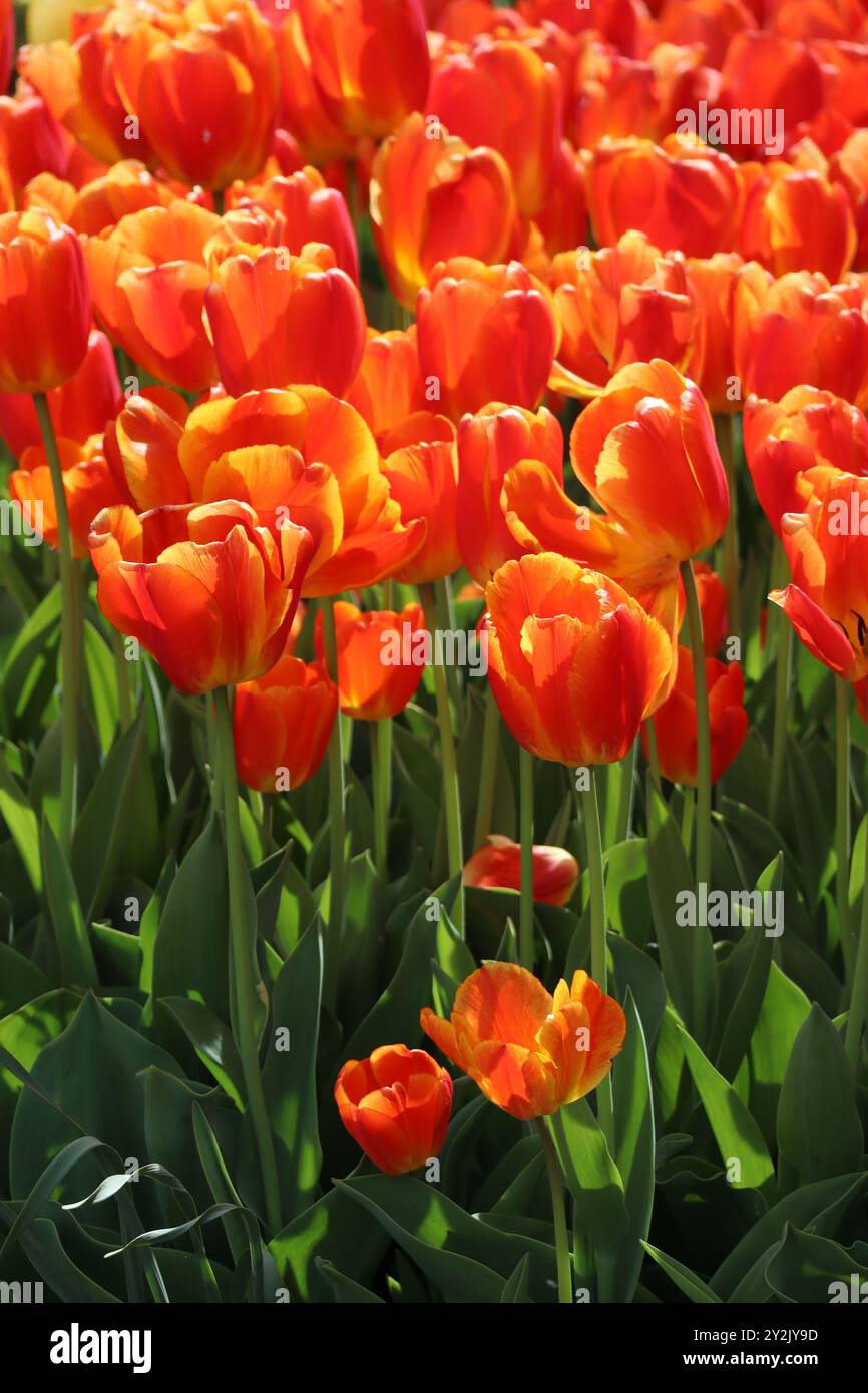 Une gamme vibrante de tulipes orange, un spectacle à couper le souffle de l'arrivée du printemps. Banque D'Images