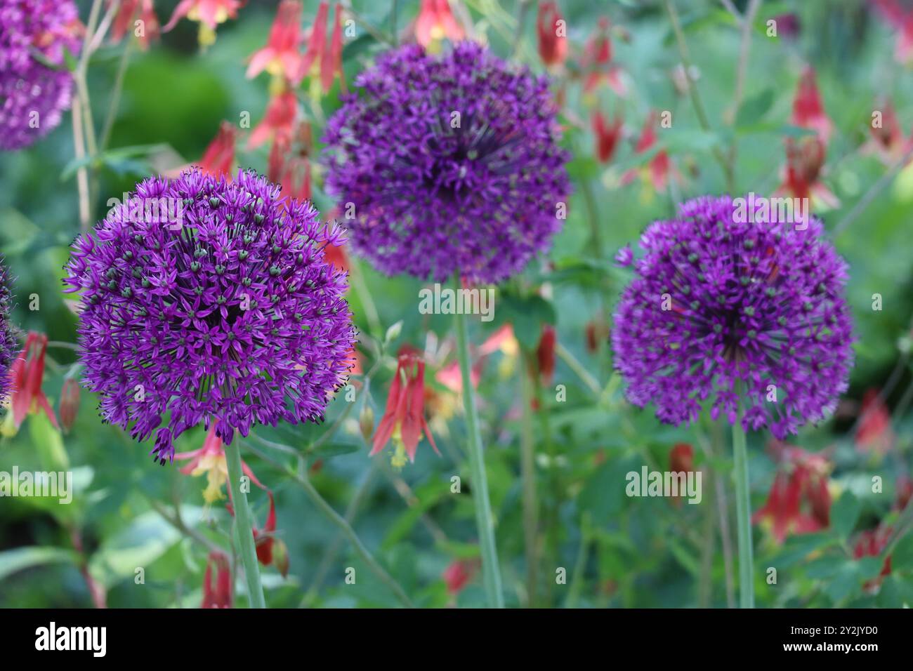 L'Allium « Purple sensation » enchante avec ses fleurs violettes frappantes, élégamment placées sur un fond flou. Banque D'Images