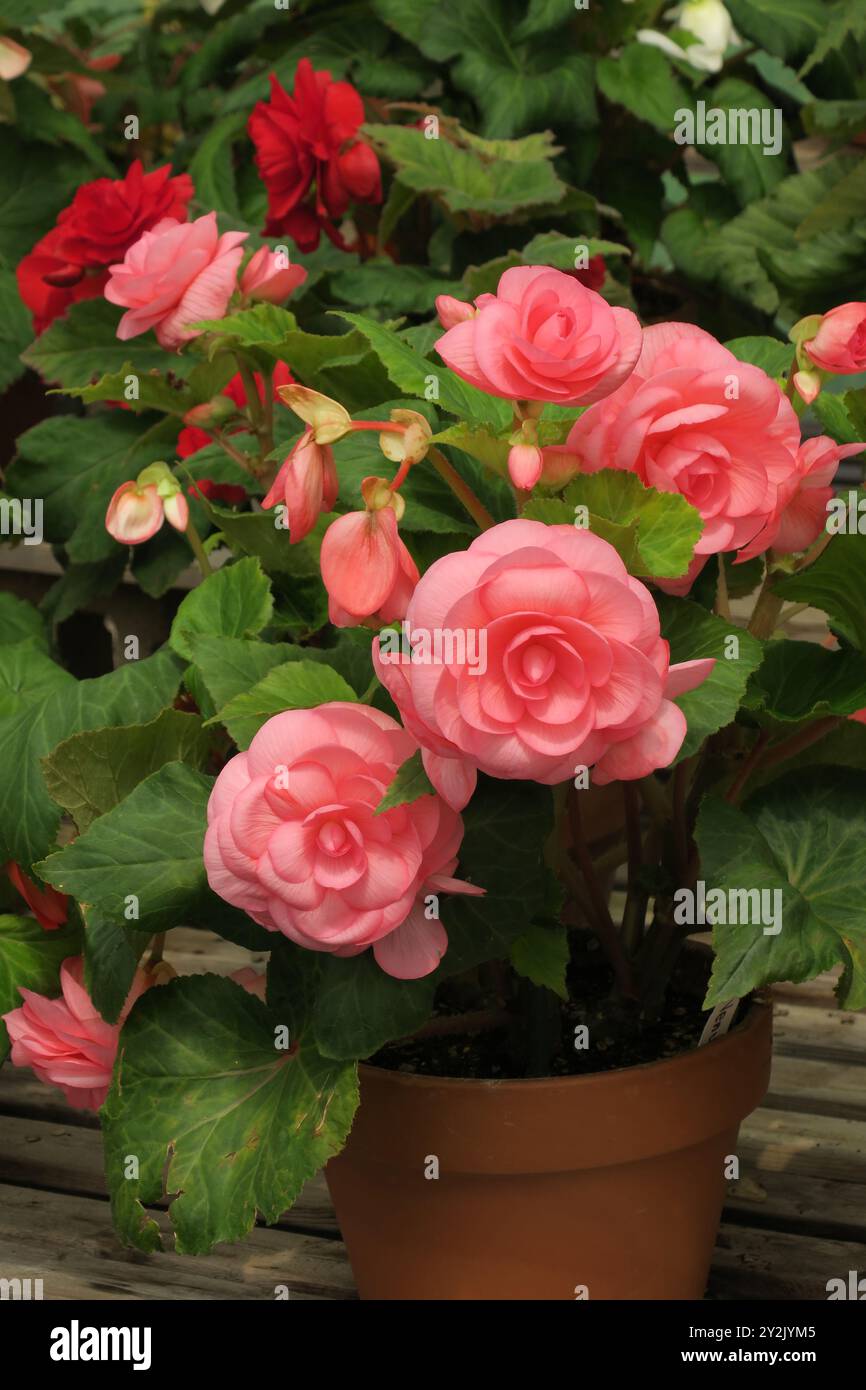 Embrassez la beauté de la nature avec cette magnifique fleur de bégonia tubéreuse rose de Blackmore et Langdon, gracieusement nichée au milieu de feuilles vertes vibrantes. Banque D'Images