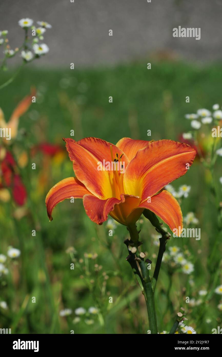 Hemerocallis fulva fleur ornementale de lis de jour en fleur, avec des fleurs et des bourgeons oranges et un fond soft-focus. Banque D'Images