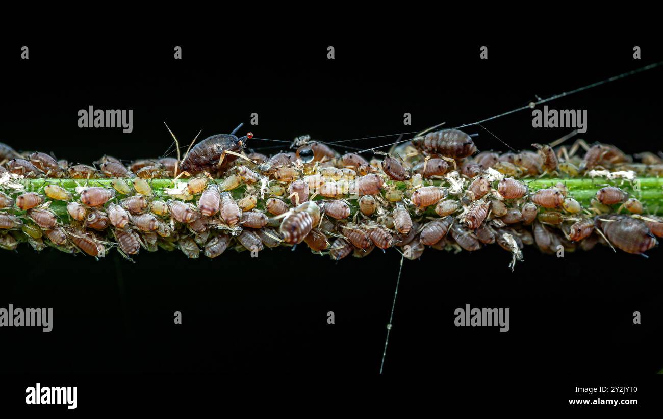 Gros plan groupe de pucerons C'est un insecte nuisible sur la plante dans le jardin et le fond noir, la photographie macro et la mise au point sélective. Banque D'Images