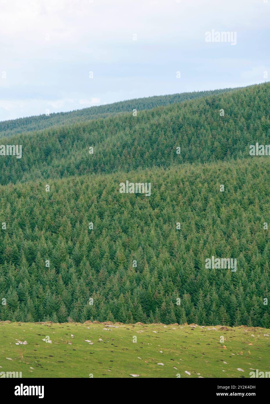Grande plantation de pins sur l'île du Sud, Nouvelle-Zélande, Aoteaora. Banque D'Images