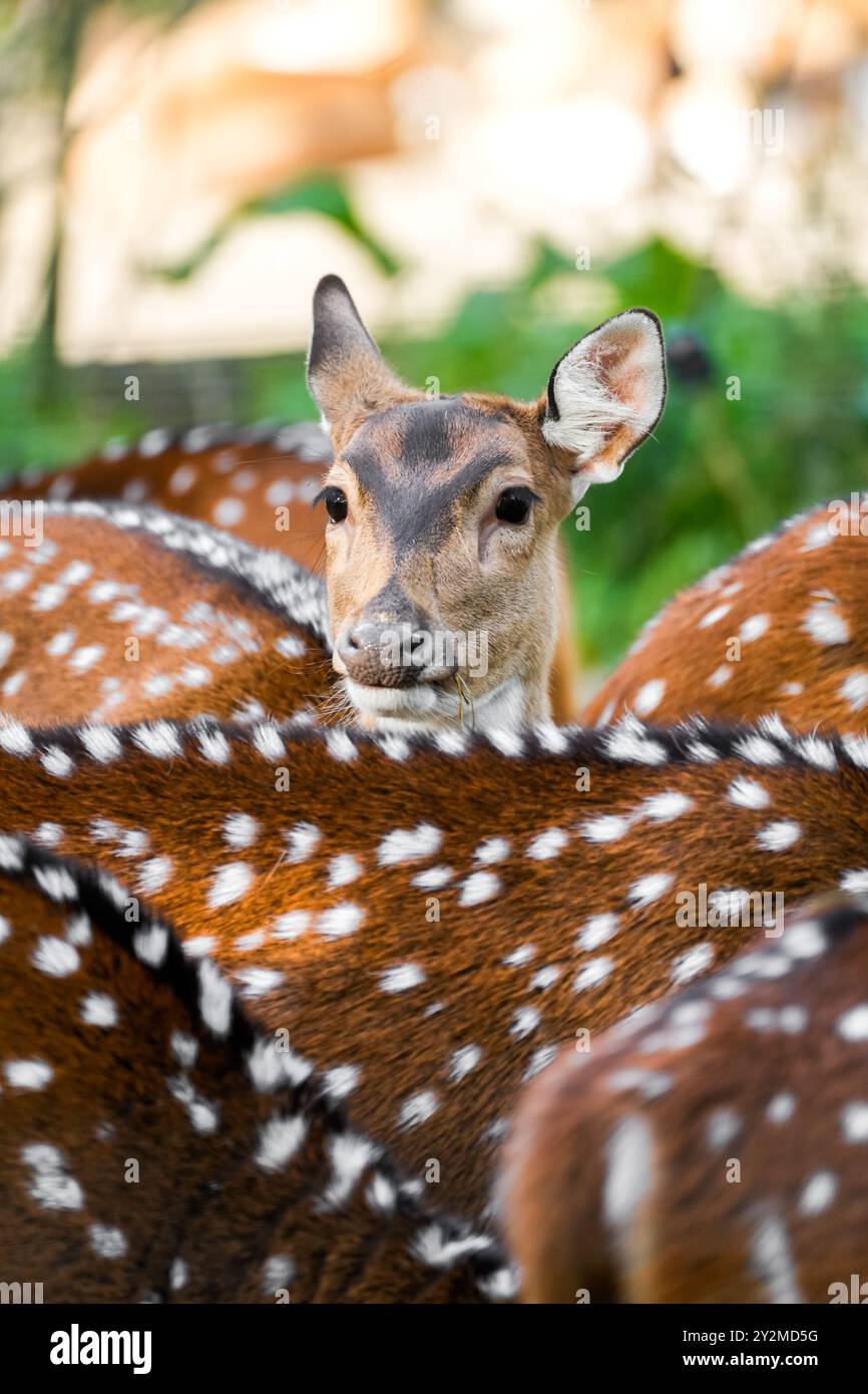 Cerf Sika dans la nature. Animaux en gros plan. Banque D'Images