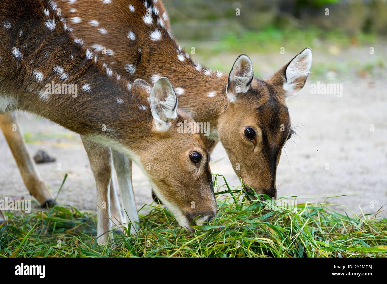 Cerf Sika dans la nature. Animaux en gros plan. Banque D'Images