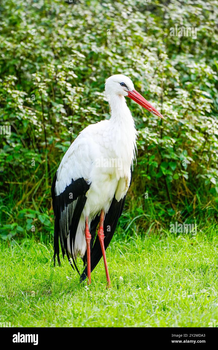 Portrait d'une cigogne blanche sur une prairie verte. Oiseau dans son habitat naturel. Banque D'Images