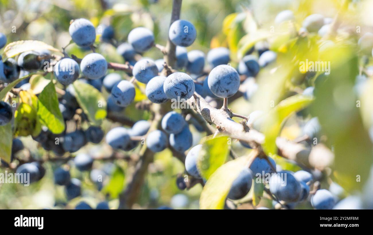 Bleuets biologiques sauvages trouvés dans la forêt Banque D'Images