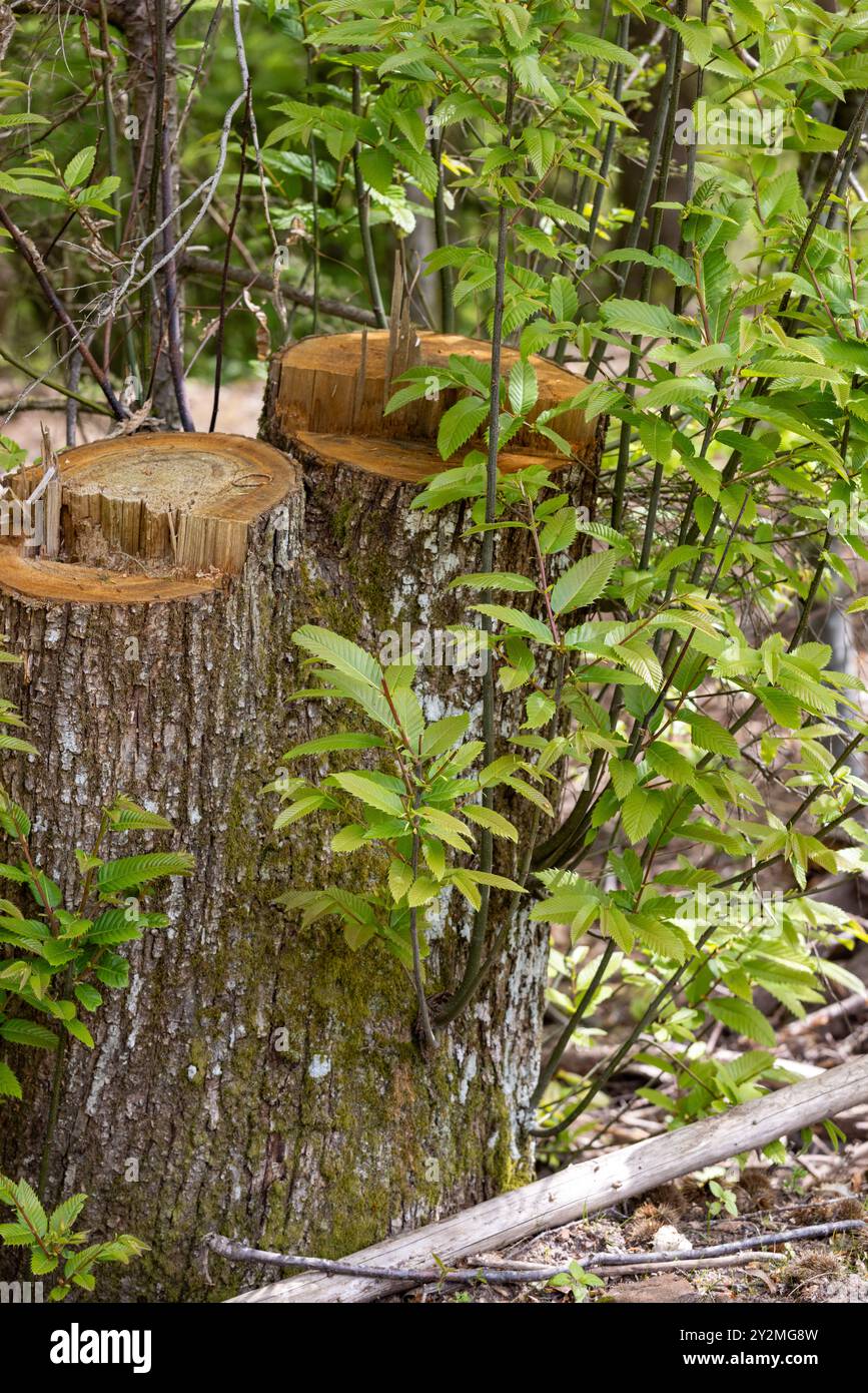 Rejets de souche de châtaignier (Castanea sativa), France, Moselle, printemps Banque D'Images