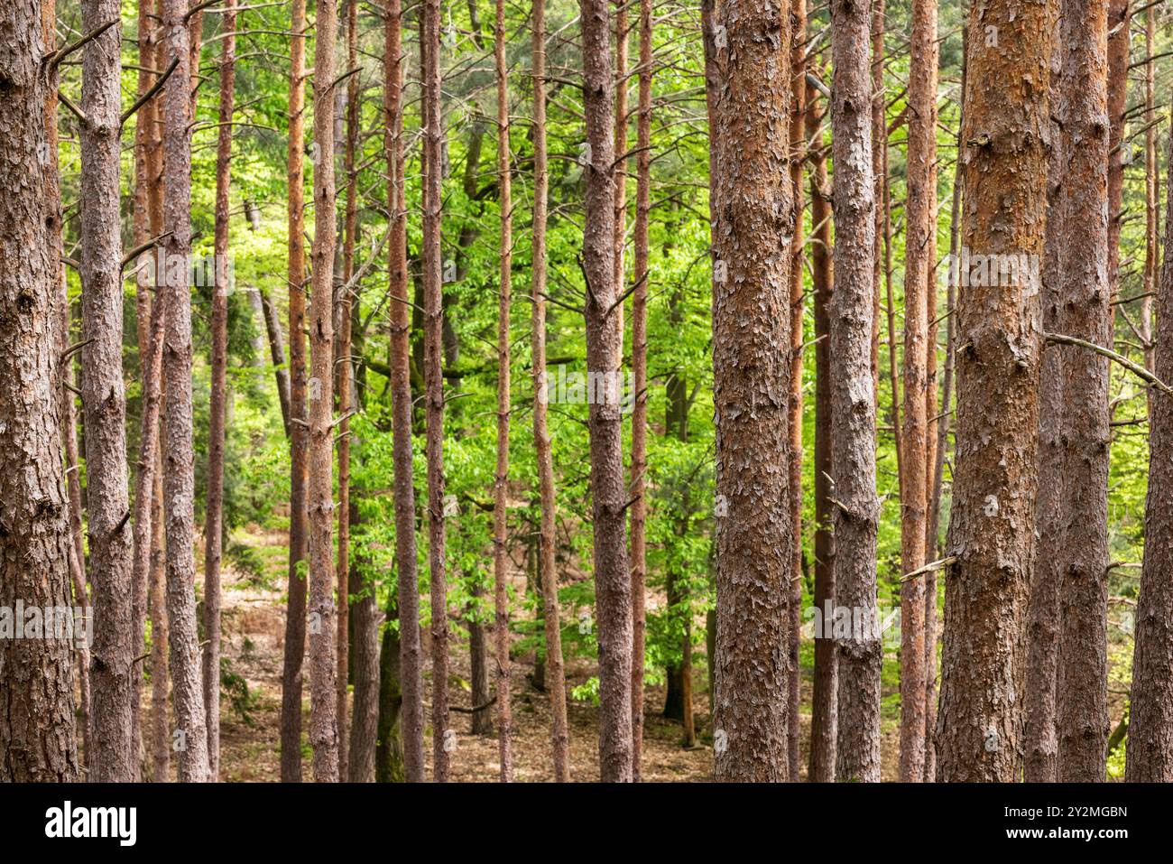 Pins sylvestre (Pinus sylvestris) de Hanau , France, Moselle, printemps Banque D'Images