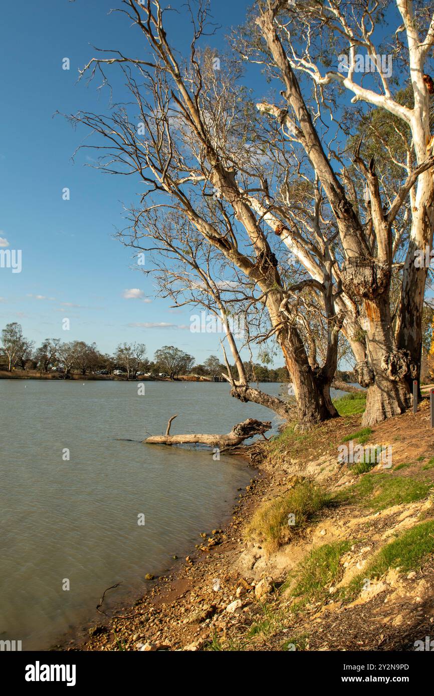 River Murray, Swan Reach, Australie méridionale, Australie Banque D'Images