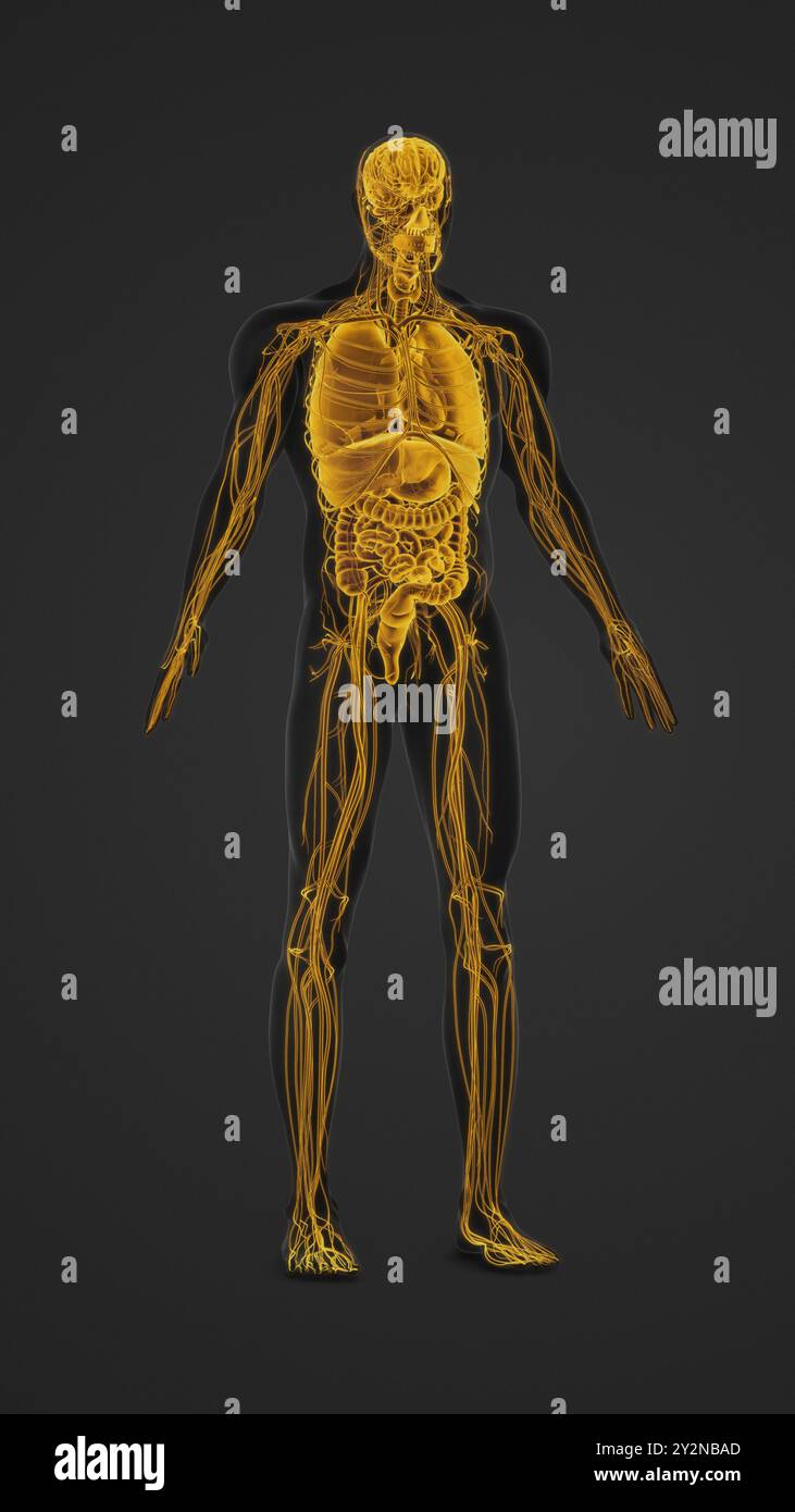 Corps humain avec organes et nerfs mis en évidence anatomie Banque D'Images