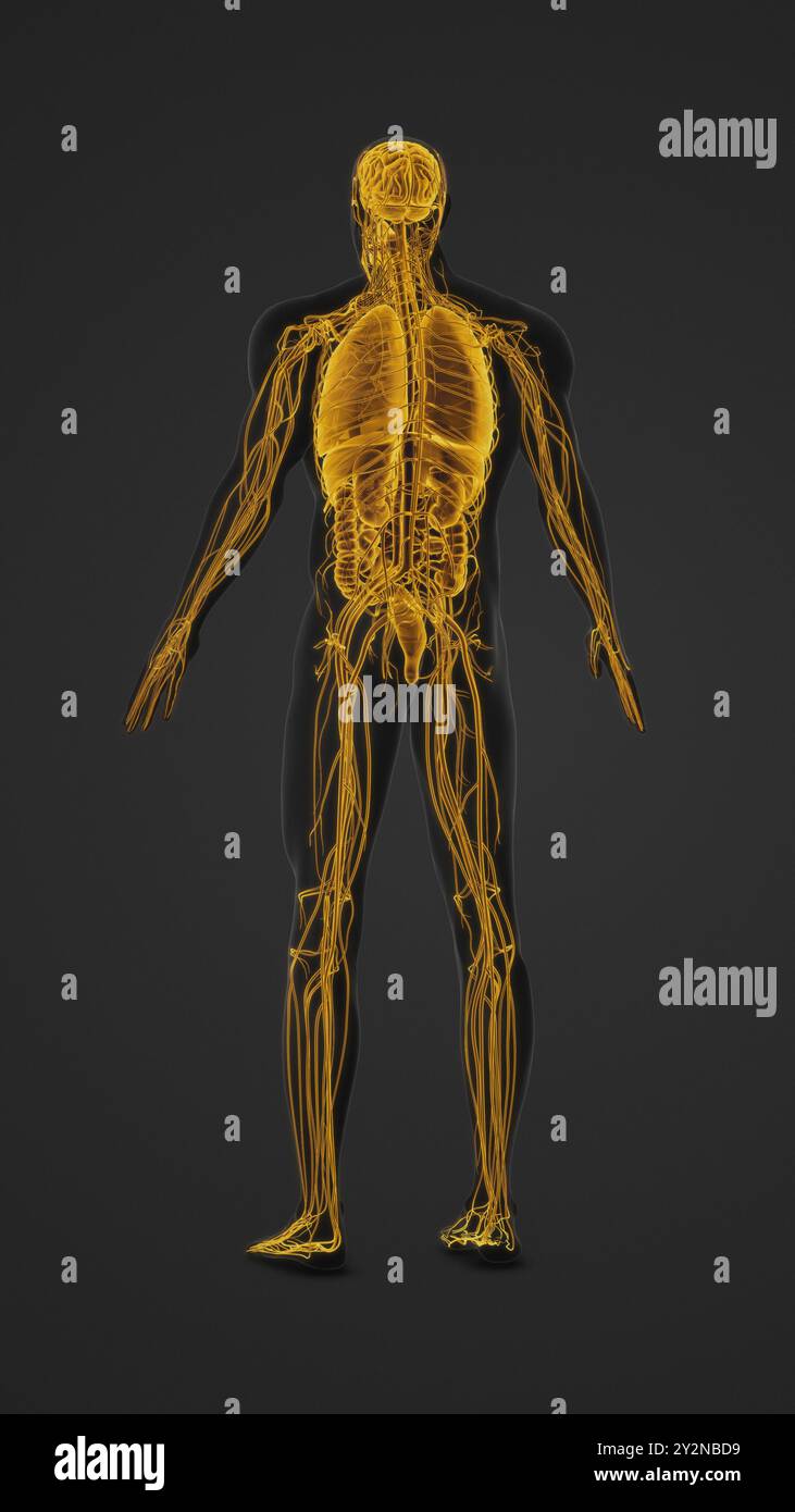 Corps humain avec organes et nerfs mis en évidence anatomie Banque D'Images