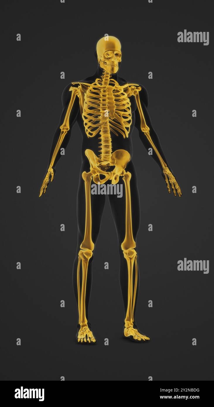 Corps humain avec anatomie osseuse mise en évidence Banque D'Images