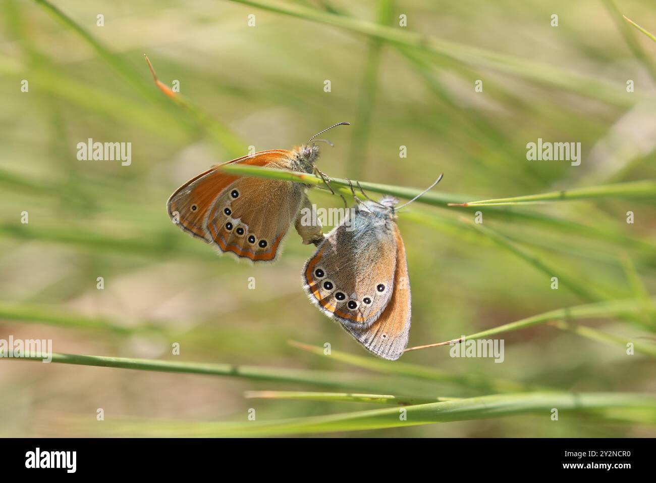 Accouplement de paires de papillons Chestnut Heath - Coenonympha glycérion Banque D'Images