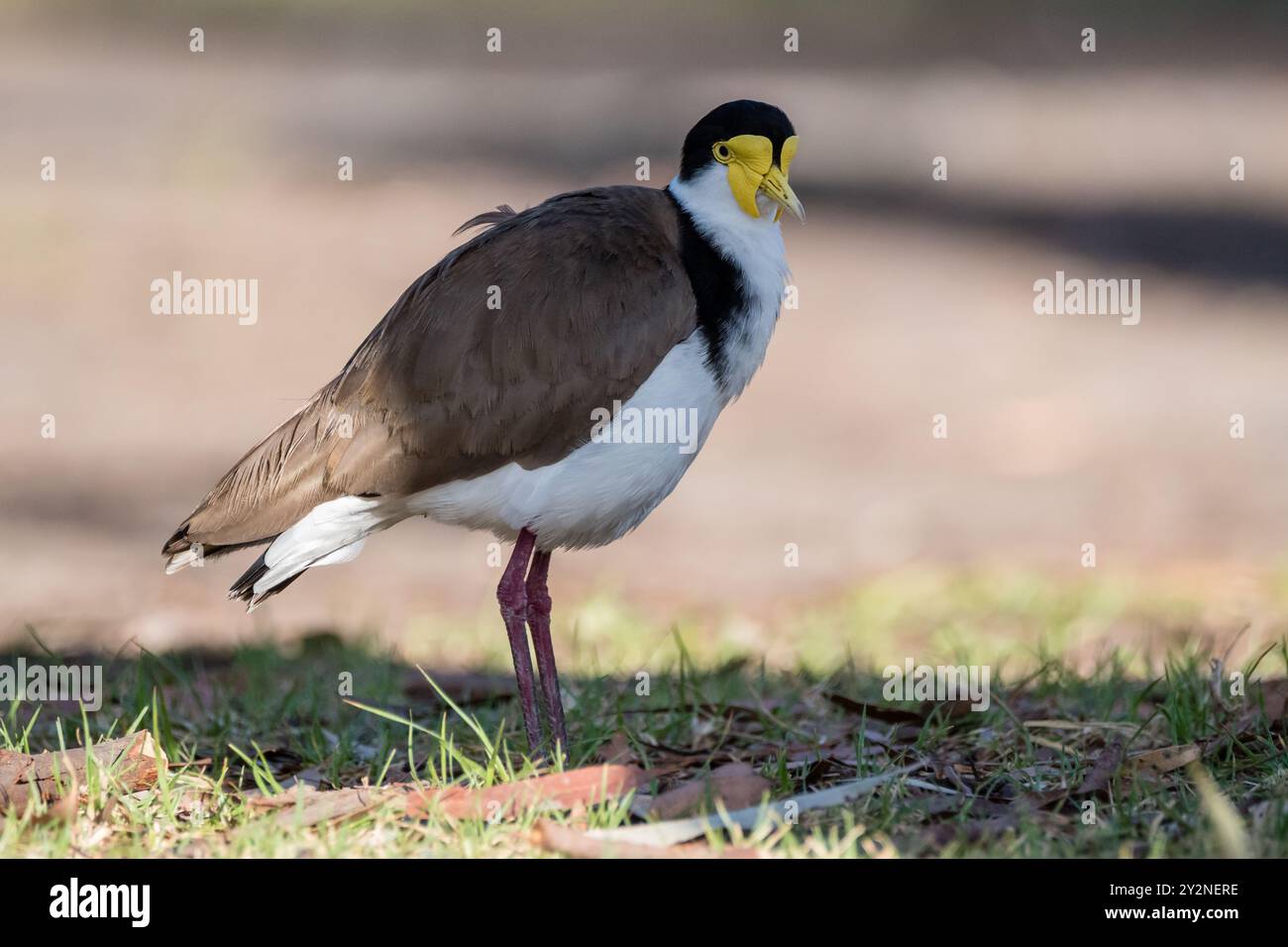 Lapwing masqué, Vanellus Miles, ssp. Novaehollandiae, au sol, camping, NSW, Australie Banque D'Images