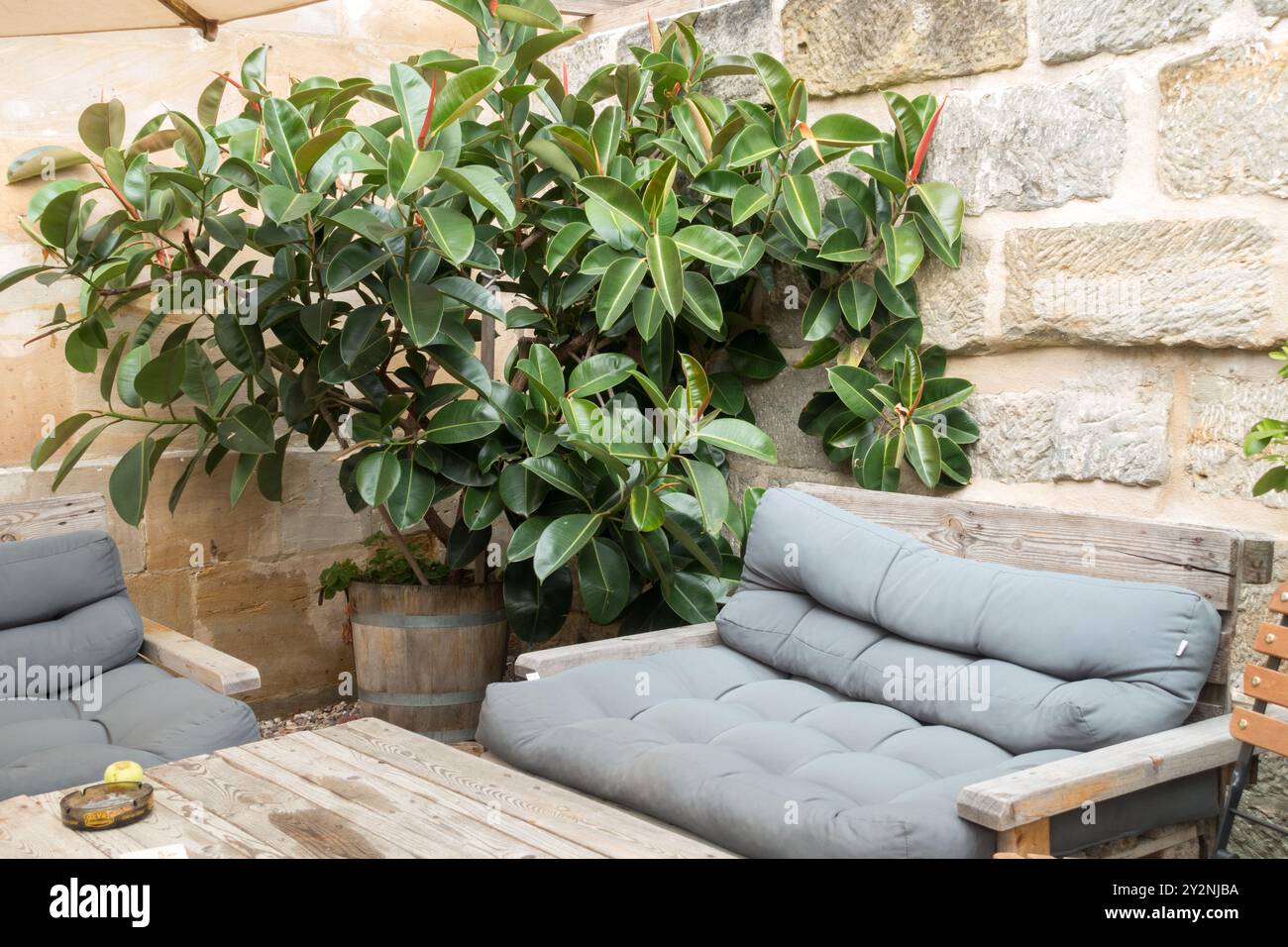 Coin salon extérieur confortable avec sièges rembourrés gris, meubles en bois, verdure sur un mur de pierre en toile de fond, Ficus elastica estivale en pot Banque D'Images