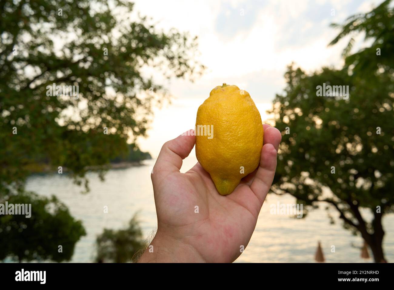 Porec, Istrie, Croatie - 26 août 2024 : un citron jaune est tenu dans la main, avec la nature au coucher du soleil en arrière-plan. Le citron symbolise la fraîcheur, les vitamines et la nutrition naturelle *** Eine gelbe Zitrone wird in der hand gehalten, im Hintergrund ist die Natur BEI Sonnenuntergang zu sehen. Die Zitrone symbolisiert Frische, vitamine und natürliche Ernährung Banque D'Images