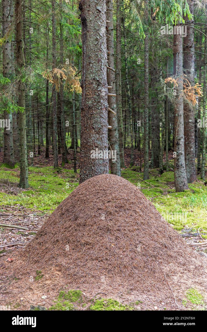 Fourmilière près d'un tronc d'arbre dans une forêt d'épicéas Banque D'Images