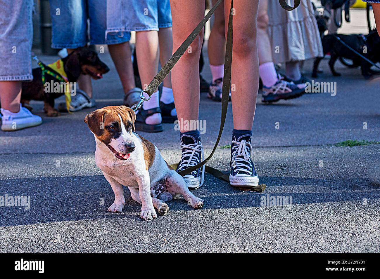 Mignon Jack Russell Terrier est assis sur l'asphalte près des pieds du propriétaire à l'extérieur. Education et formation des chiots Banque D'Images