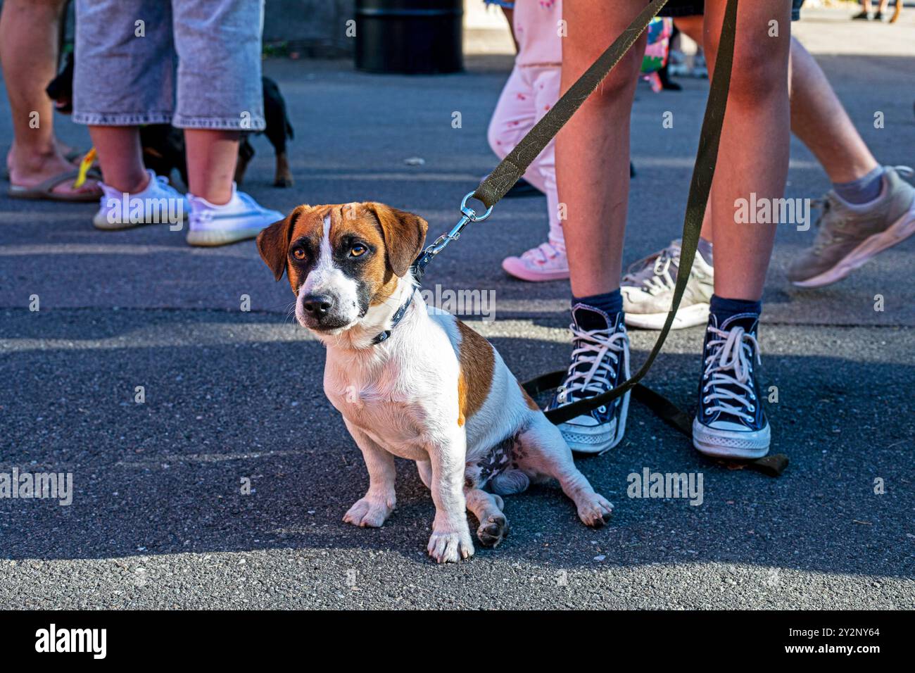Beau chiot adulte Jack Russell Terrier est assis sur l'asphalte près des pieds du propriétaire à l'extérieur. Education et formation des chiots Banque D'Images