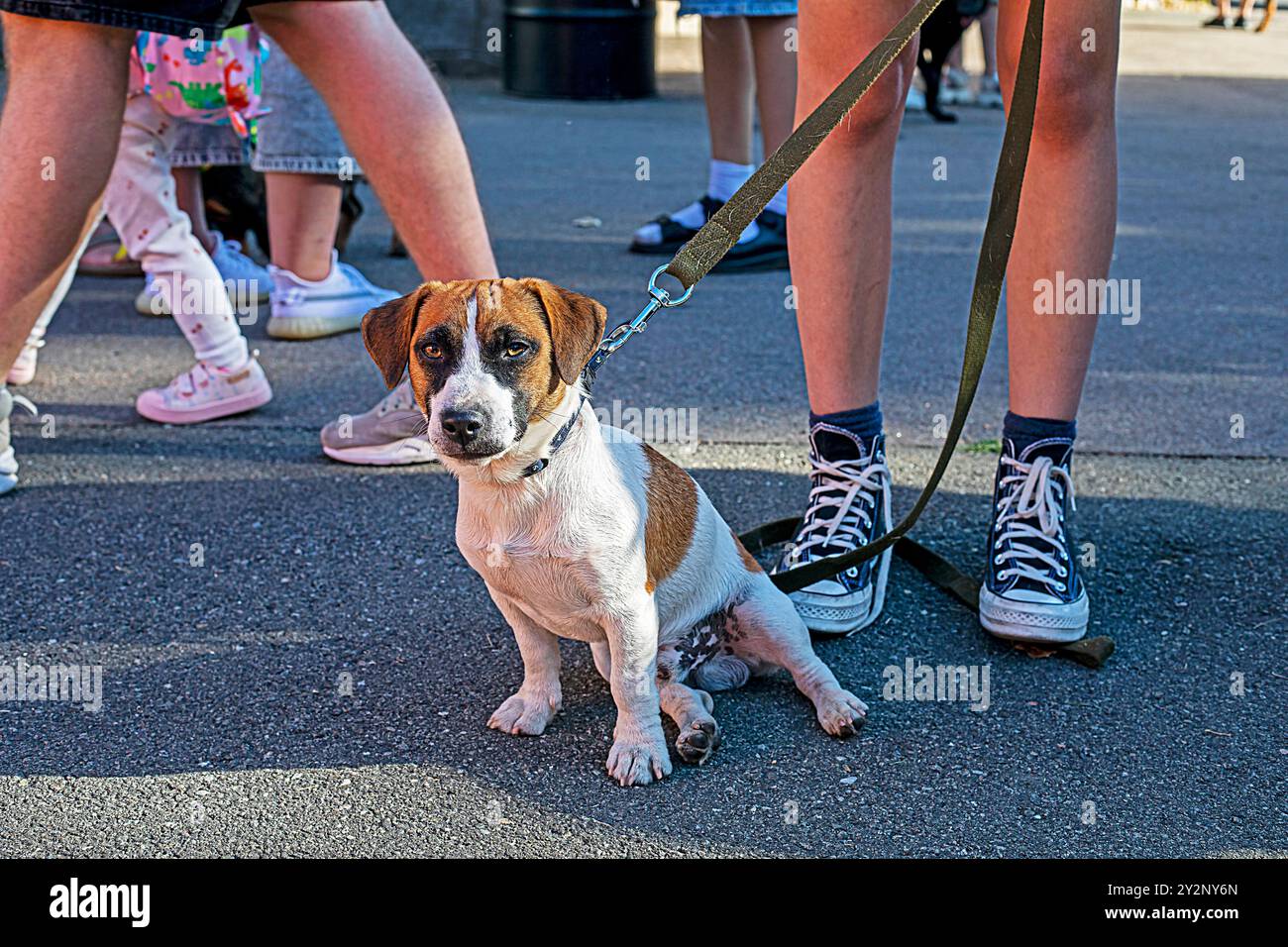 Beau chiot adulte Jack Russell Terrier est assis sur l'asphalte près des pieds du propriétaire à l'extérieur. Education et formation des chiots Banque D'Images