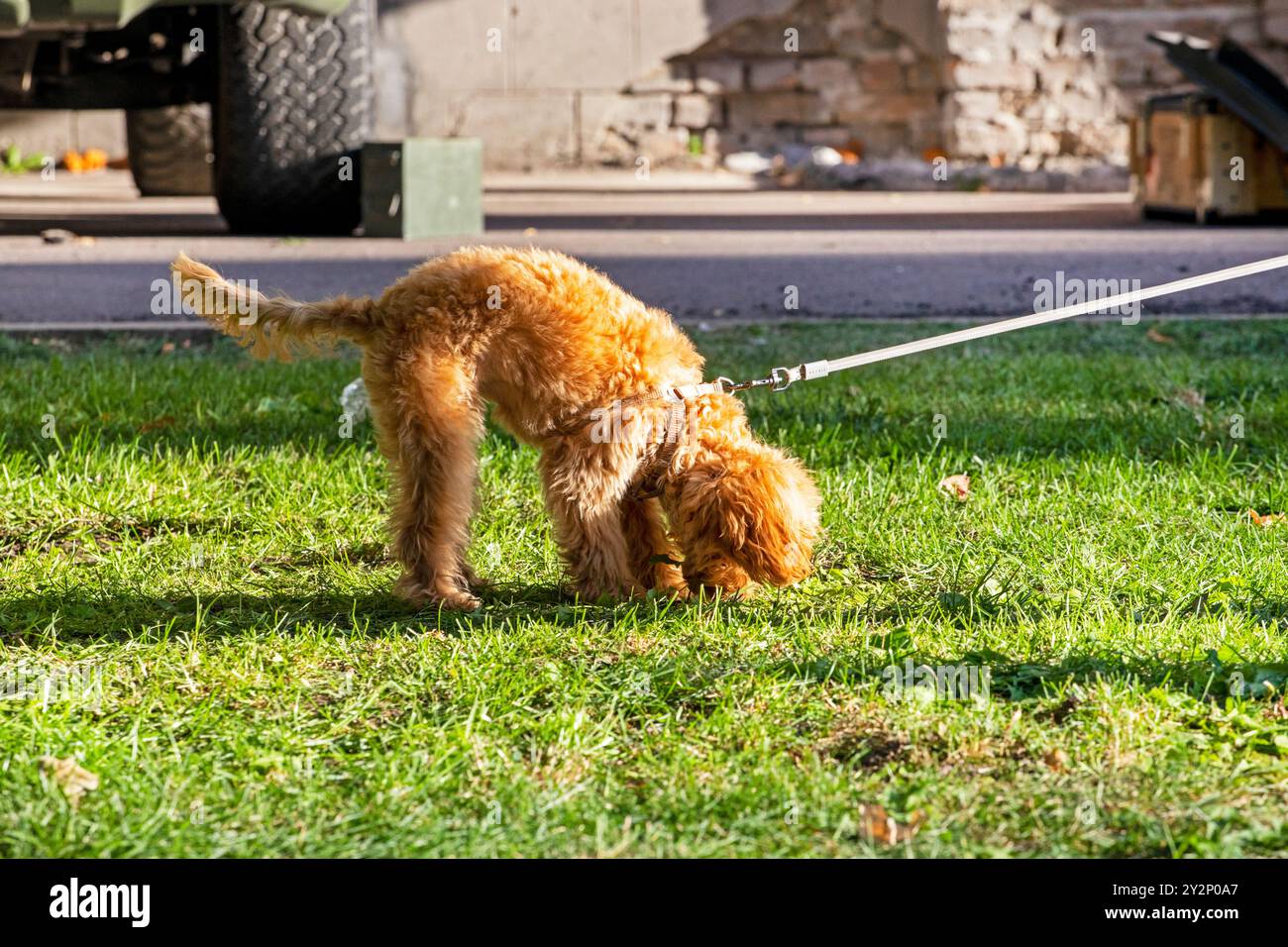 marchez avec un caniche à abricot en laisse par une journée ensoleillée. Soins et éducation des animaux de compagnie Banque D'Images