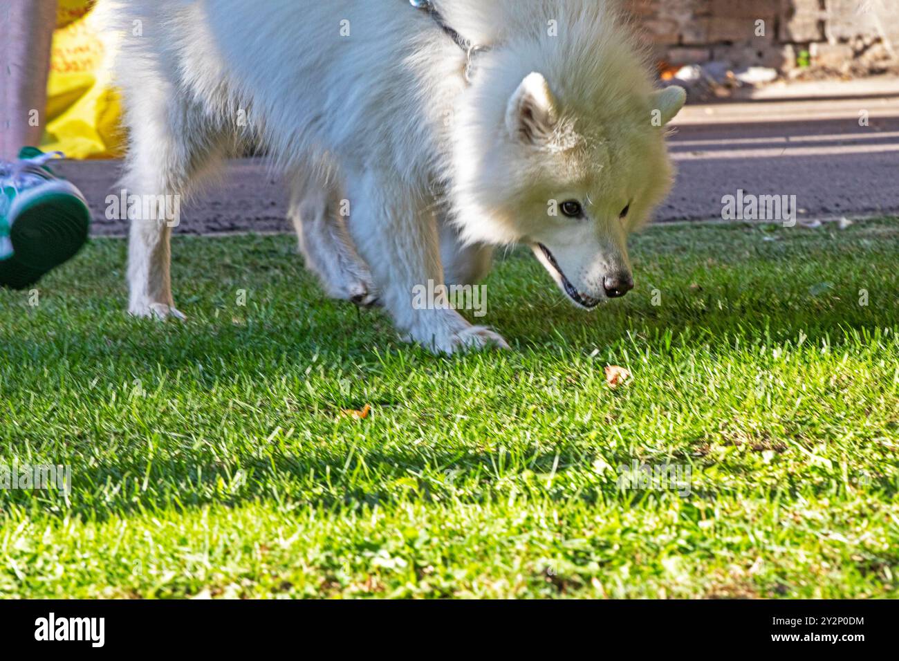 Beau chien Samoyed blanc marche sur la pelouse par une journée ensoleillée. Éducation et soins des animaux domestiques Banque D'Images