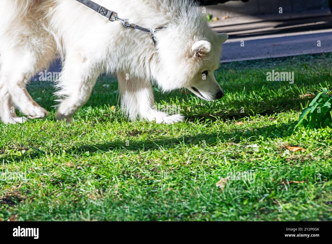 Beau chien Samoyed blanc marche sur la pelouse par une journée ensoleillée. Éducation et soins des animaux domestiques Banque D'Images