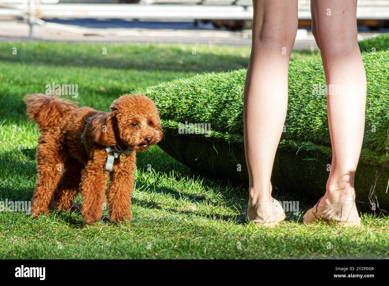 marchez avec un caniche sapricot par une journée ensoleillée. Soins et éducation des animaux de compagnie Banque D'Images