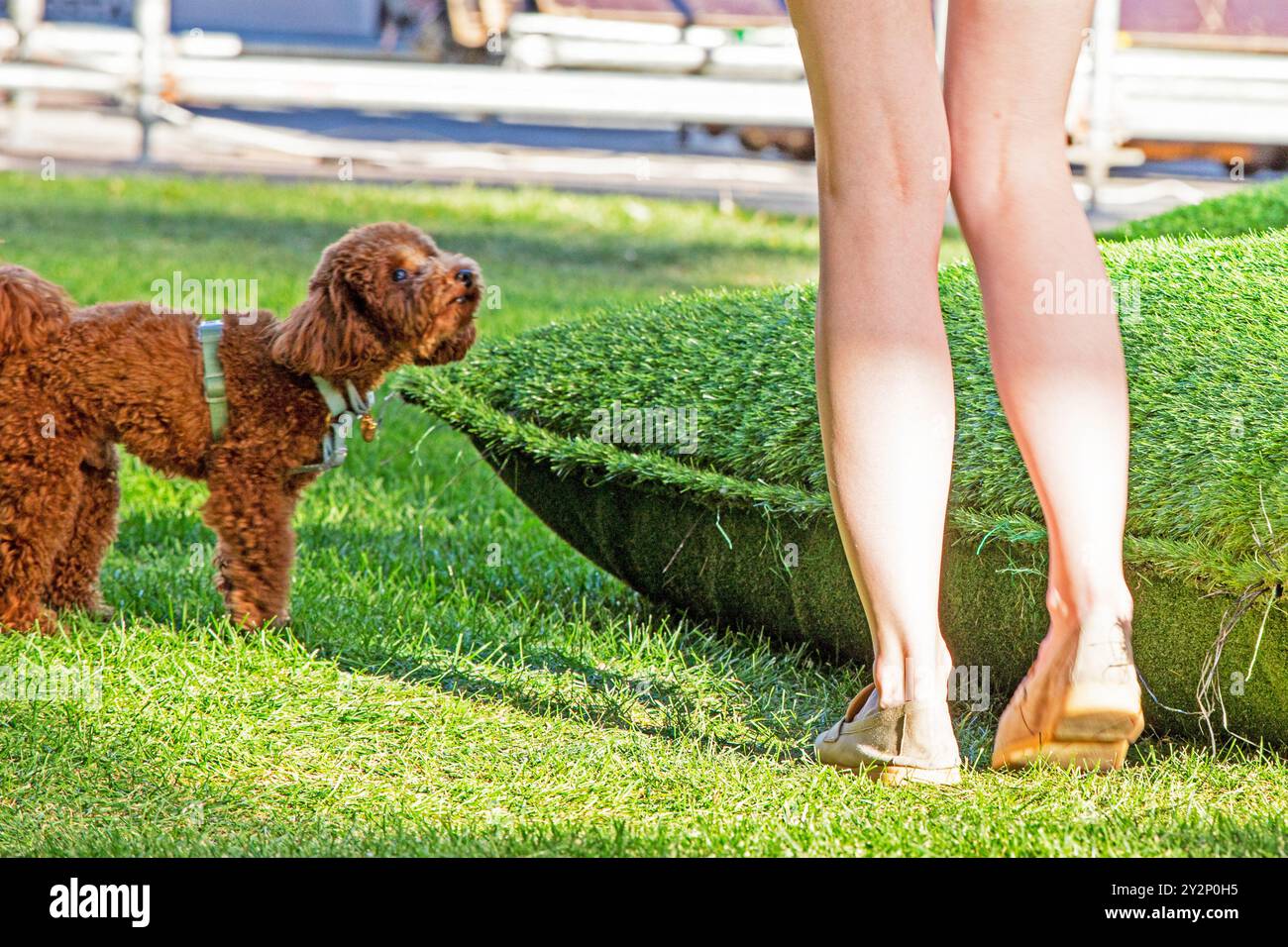 marcher avec un chien de race caniche abricot par une journée ensoleillée. Soins et éducation des animaux de compagnie Banque D'Images