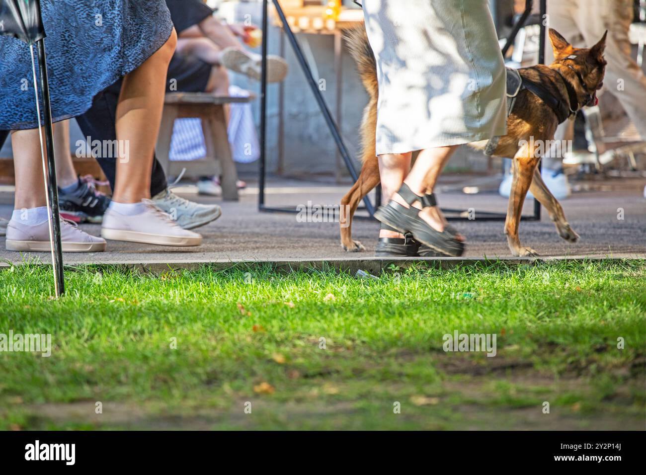 marcher avec un chien en laisse par une journée ensoleillée parmi la foule. Soigner et élever des animaux de compagnie Banque D'Images