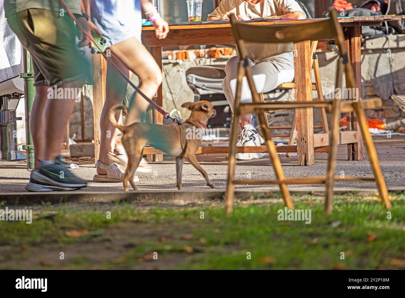 marcher avec un chien en laisse par une journée ensoleillée parmi la foule. Soigner et élever des animaux de compagnie Banque D'Images