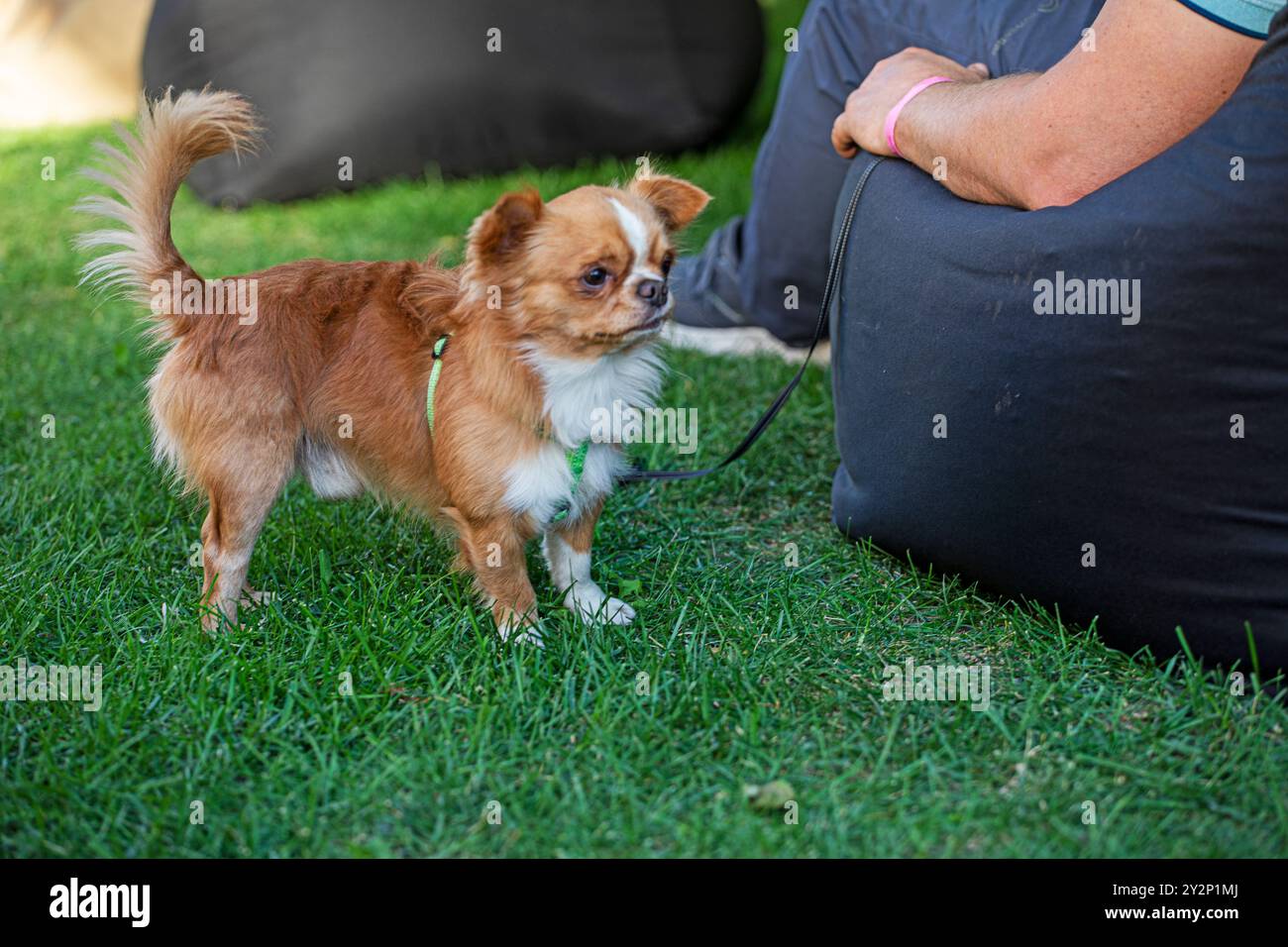 Chien chihuahua mignon se tient à côté du propriétaire. Obéissance et éducation Banque D'Images