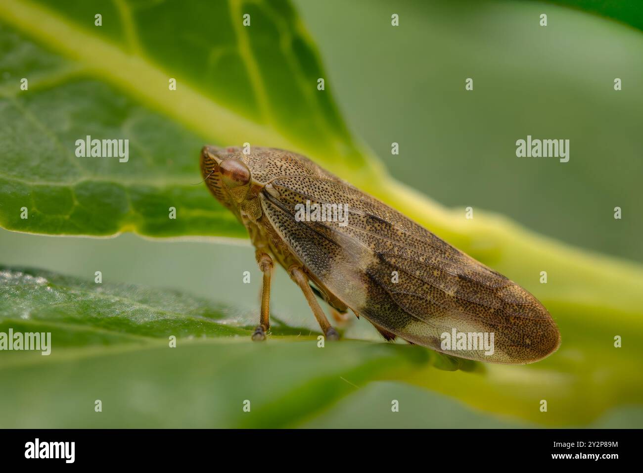 Froghopper commun - Philaenus spumarius, petite punaise commune des prairies et prairies européennes, Zlin, République tchèque. Banque D'Images