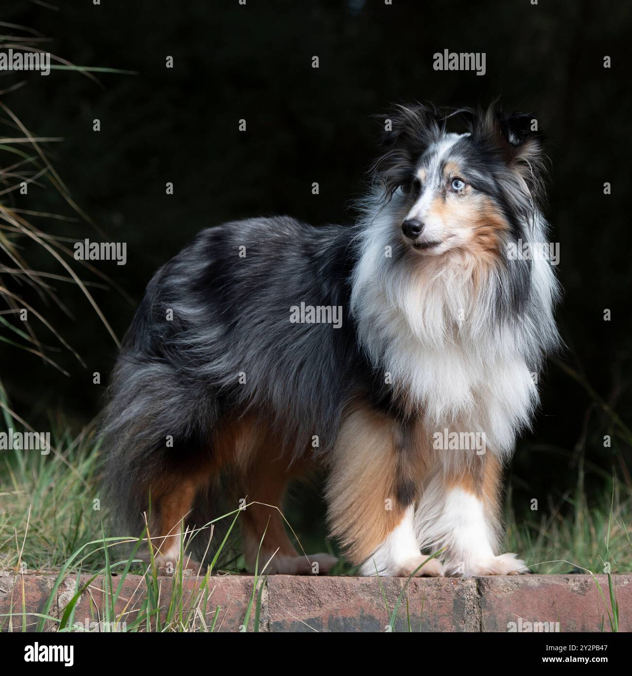 chien de berger bleu tri merle shetland avec un fond noir Banque D'Images