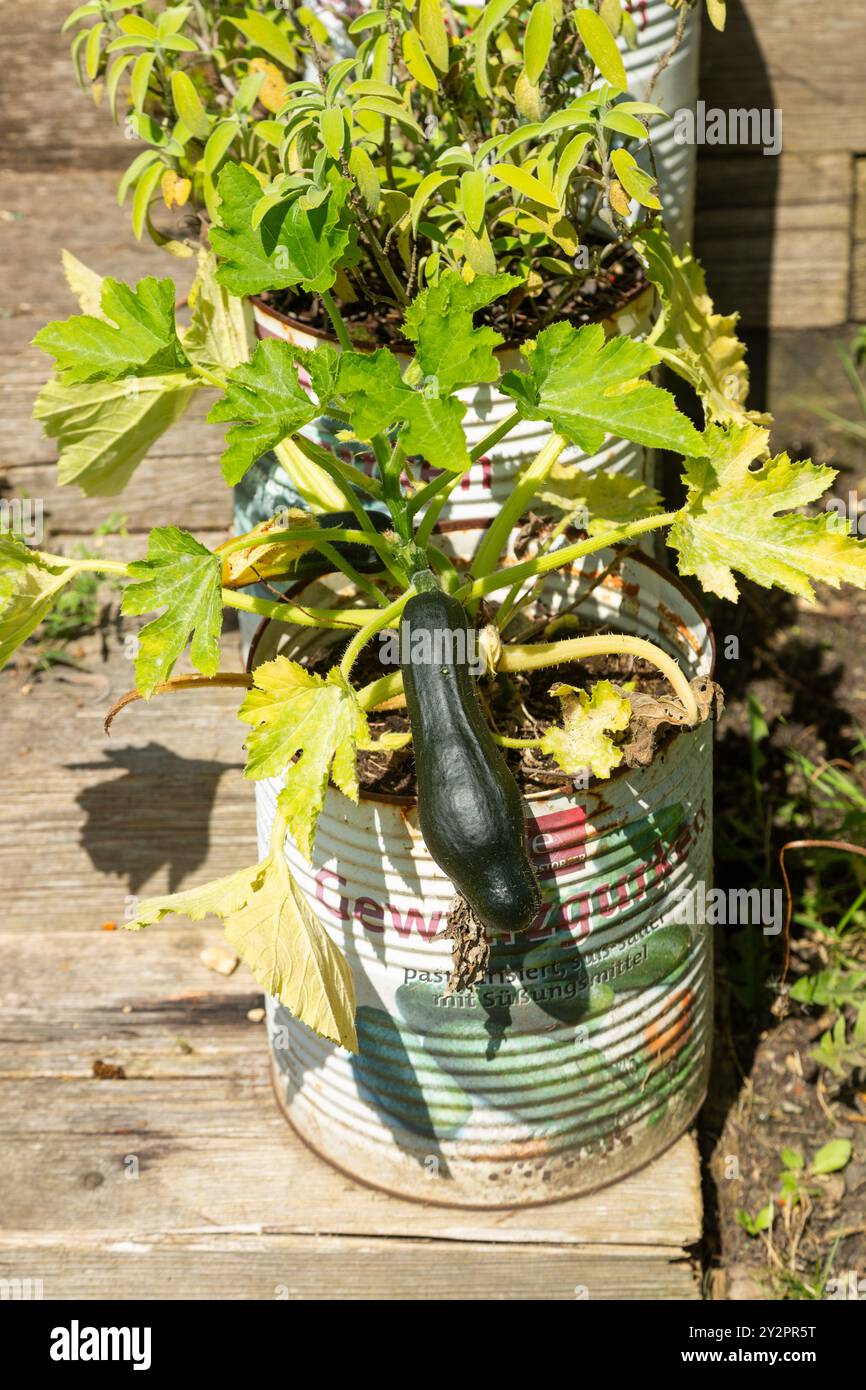 Courgettes cultivées à l'extérieur dans des boîtes de conserve de restaurant réutilisées Banque D'Images