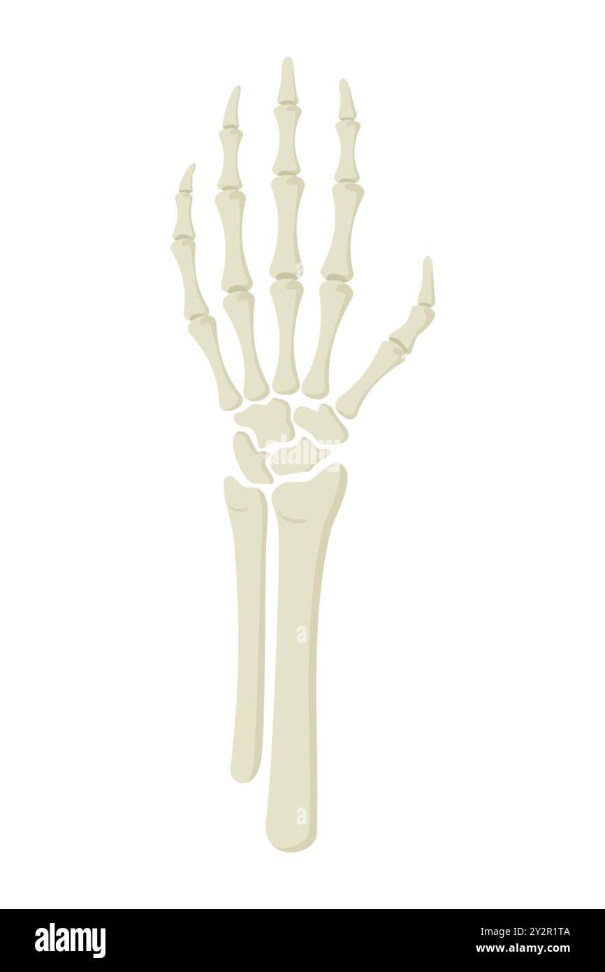 Main squelette isolée sur fond blanc. Illustration vectorielle dans un style plat Illustration de Vecteur