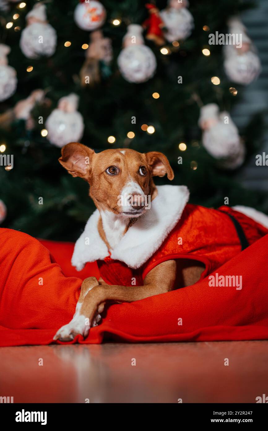 Un charmant chien vêtu d'un costume de père Noël rouge vif pose devant un sapin de Noël magnifiquement orné avec des lumières brillantes et des ornements festifs Banque D'Images