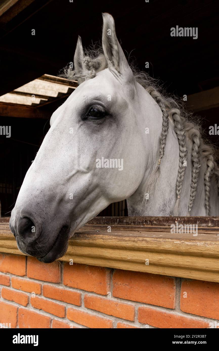 Gros plan détaillé d'un cheval blanc tressé jetant un coup d'œil au-dessus d'une fenêtre stable, mettant en valeur ses yeux expressifs et sa crinière finement détaillée contre un bric Banque D'Images