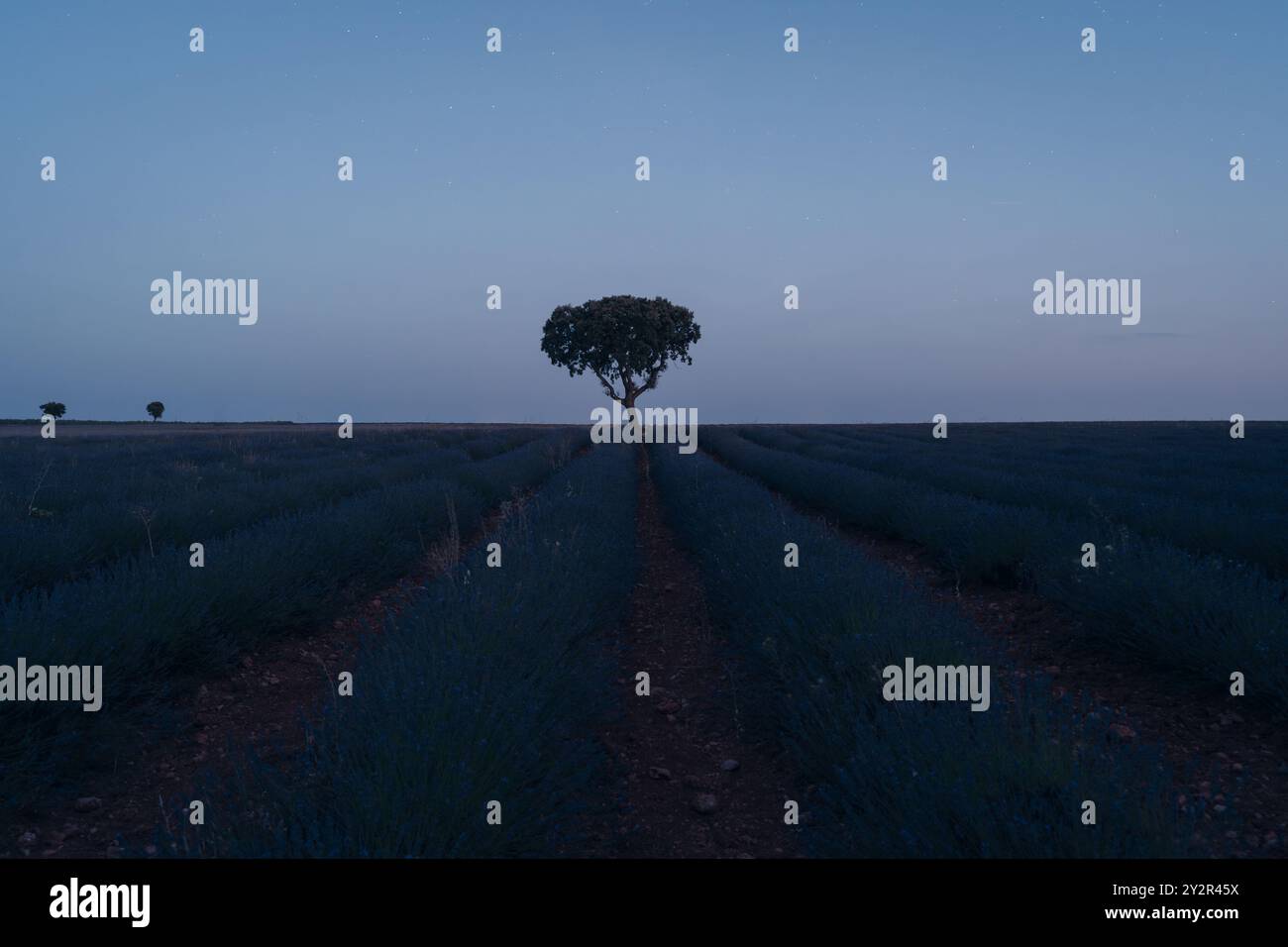 Une photo de nuit sereine capturant la tranquillité des champs de lavande s'étendant à l'horizon à Brihuega, Guadalajara, sous un ciel étoilé avec Banque D'Images