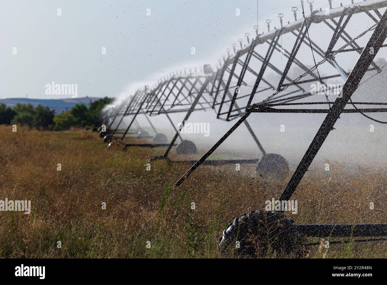 Un système d'irrigation mécanisé arrose efficacement les cultures de maïs germinant avec un ciel dégagé en Castille la Manche, en Espagne Banque D'Images