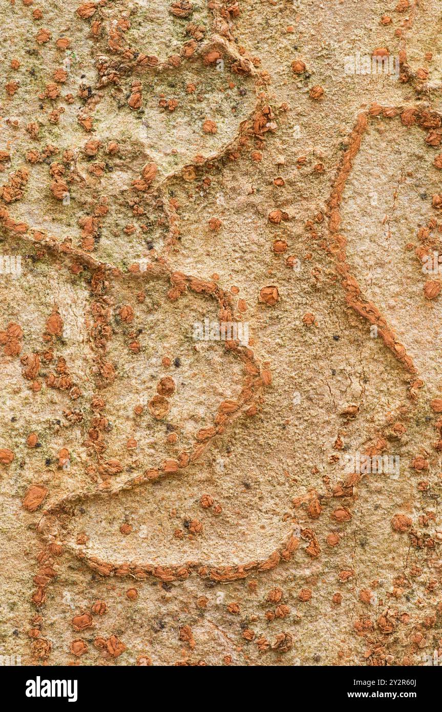 Gros plan de l'écorce texturée du bouleau rouge chinois ou Betula albosinensis, montrant sa surface rugueuse et ses taches rougeâtre-brun, Banque D'Images