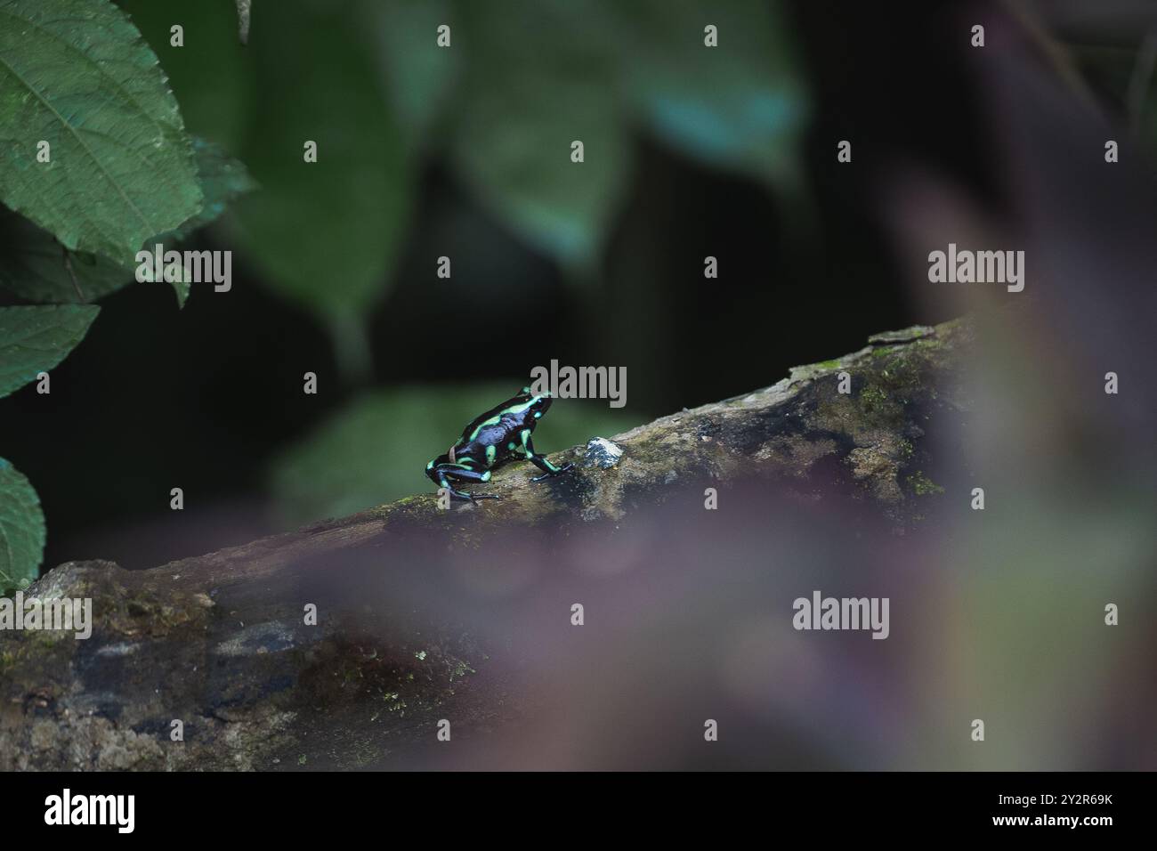 Une grenouille à fléchettes verte et noire frappante, Dendrobates auratus, se perche vibramment sur une branche couverte de mousse dans les forêts luxuriantes du Costa Rica Banque D'Images
