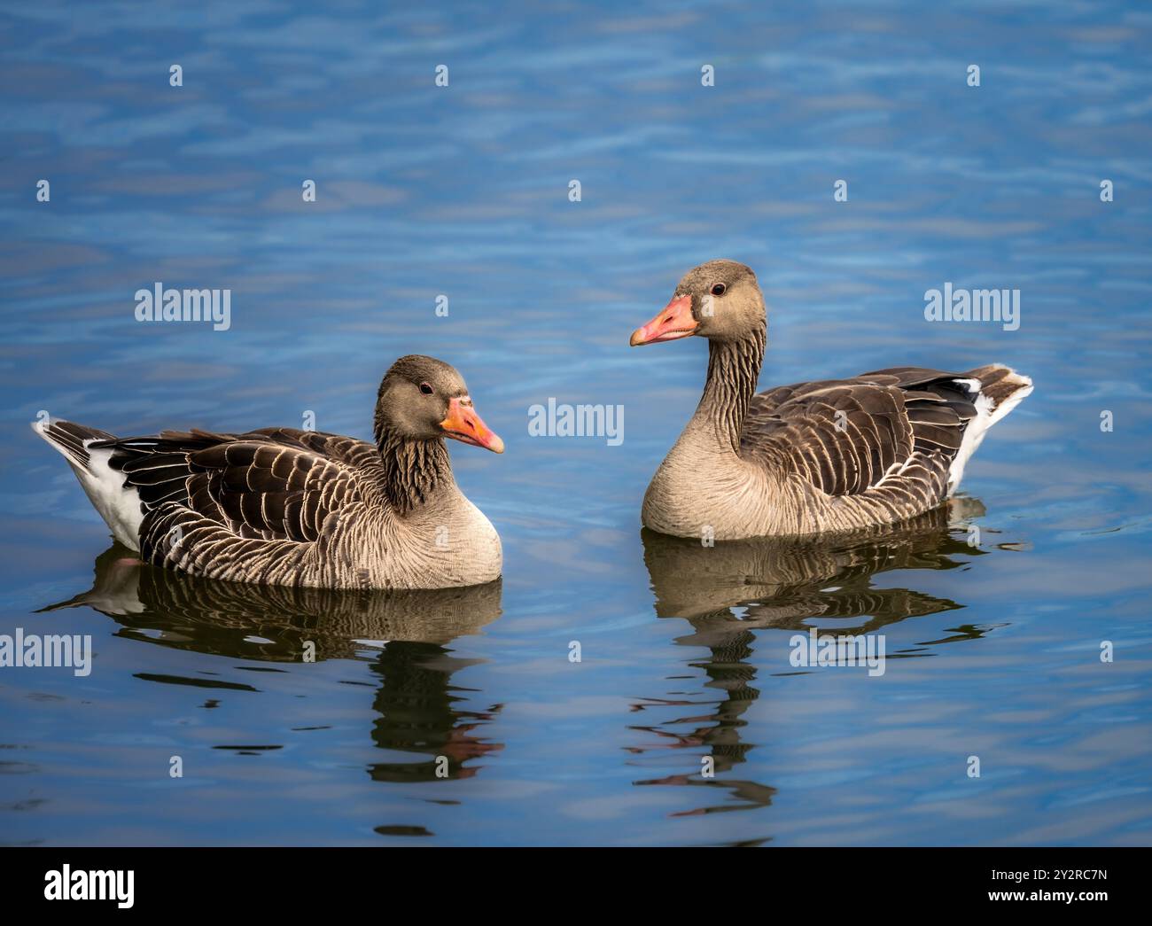 Gros plan d'un couple d'oies Greylag nageant dans l'eau Banque D'Images