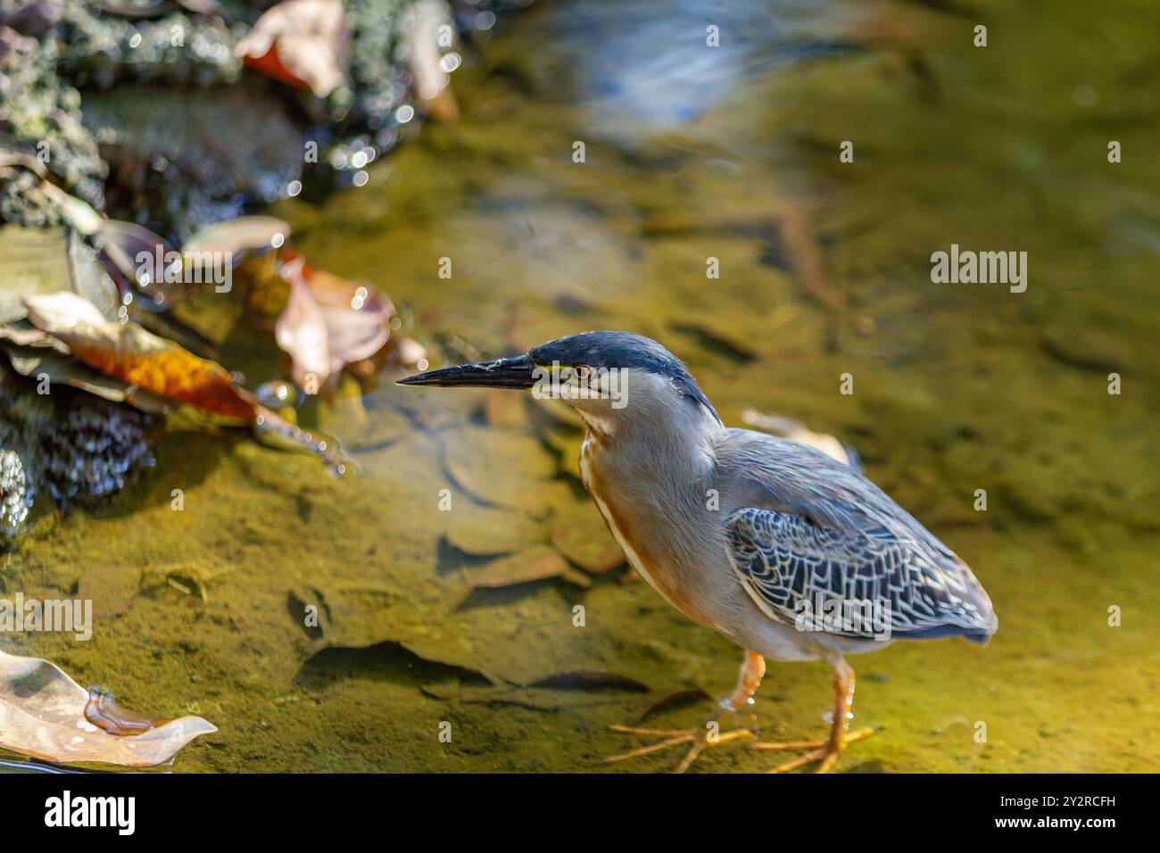 Goiania, Goias, Brésil – 18 août 2024 : un oiseau dans l'eau d'un ruisseau, essayant d'attraper un poisson à manger. Butorides striata. Banque D'Images