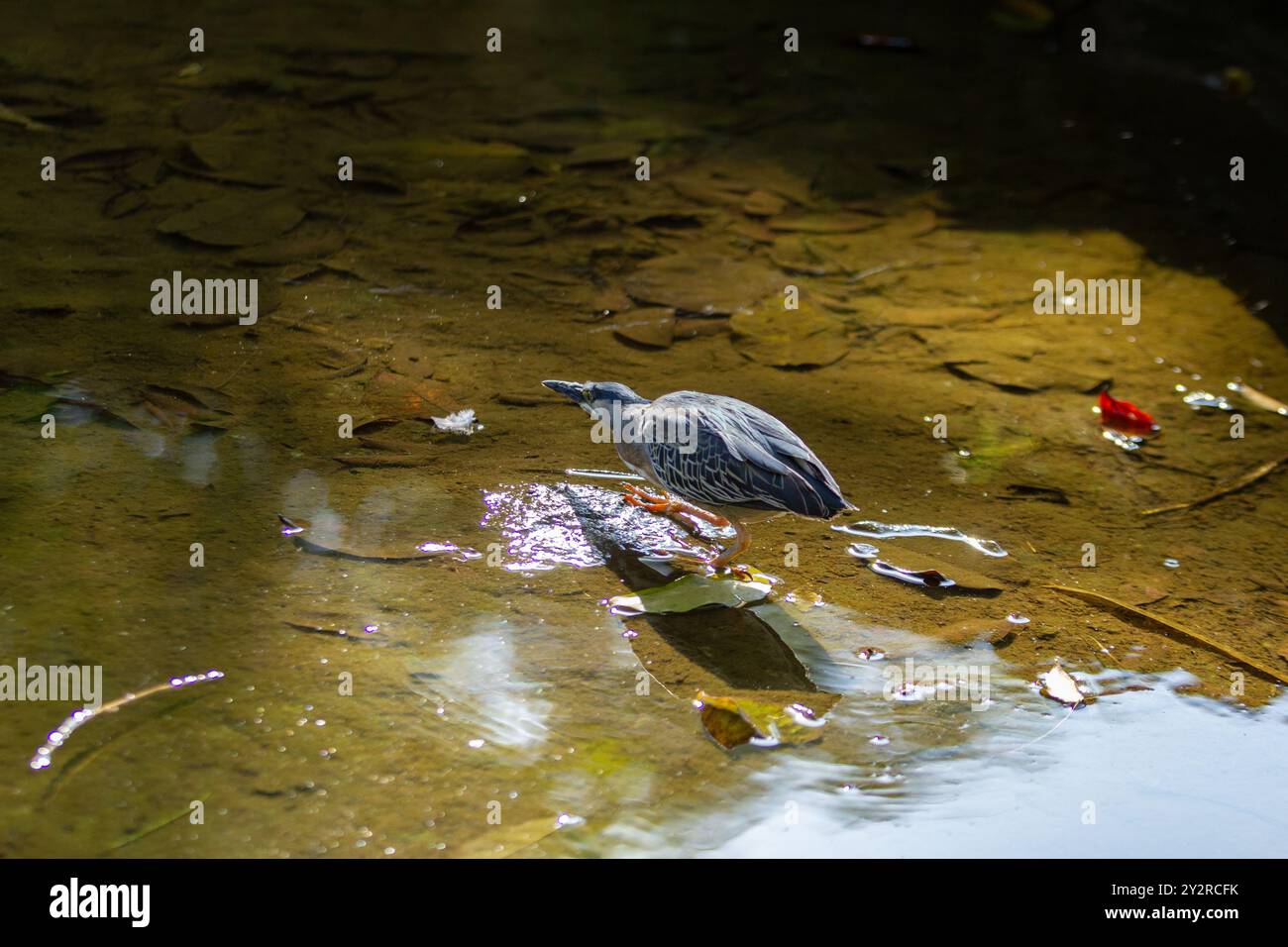 Goiania, Goias, Brésil – 18 août 2024 : un oiseau dans l'eau d'un ruisseau, essayant d'attraper un poisson à manger. Butorides striata. Banque D'Images