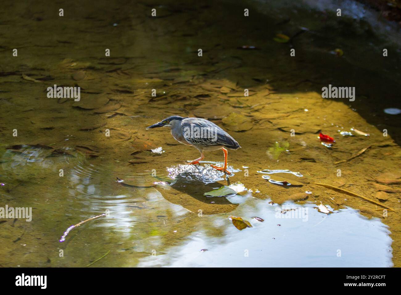 Goiania, Goias, Brésil – 18 août 2024 : un oiseau dans l'eau d'un ruisseau, essayant d'attraper un poisson à manger. Butorides striata. Banque D'Images
