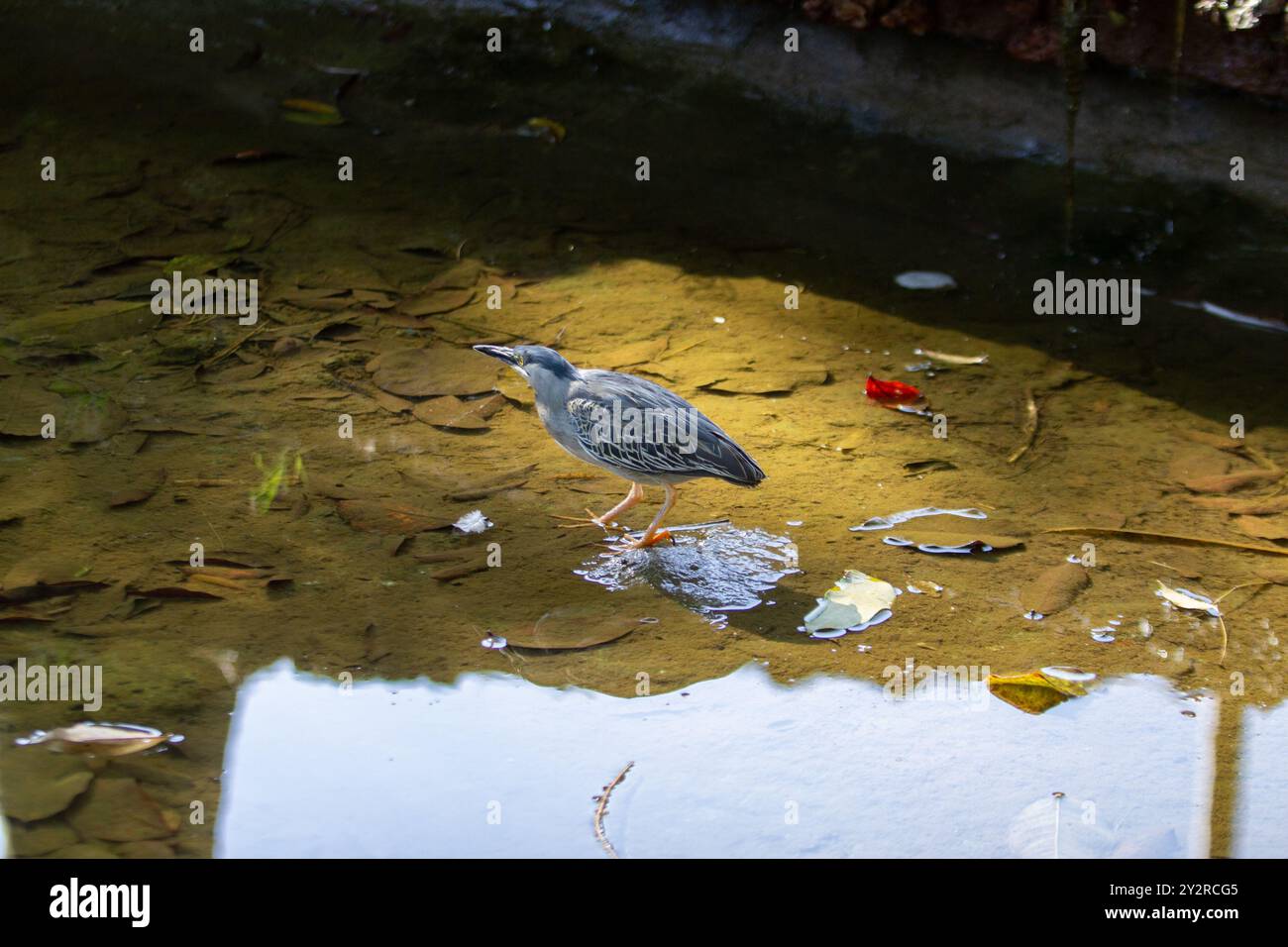 Goiania, Goias, Brésil – 18 août 2024 : un oiseau dans l'eau d'un ruisseau, essayant d'attraper un poisson à manger. Butorides striata. Banque D'Images