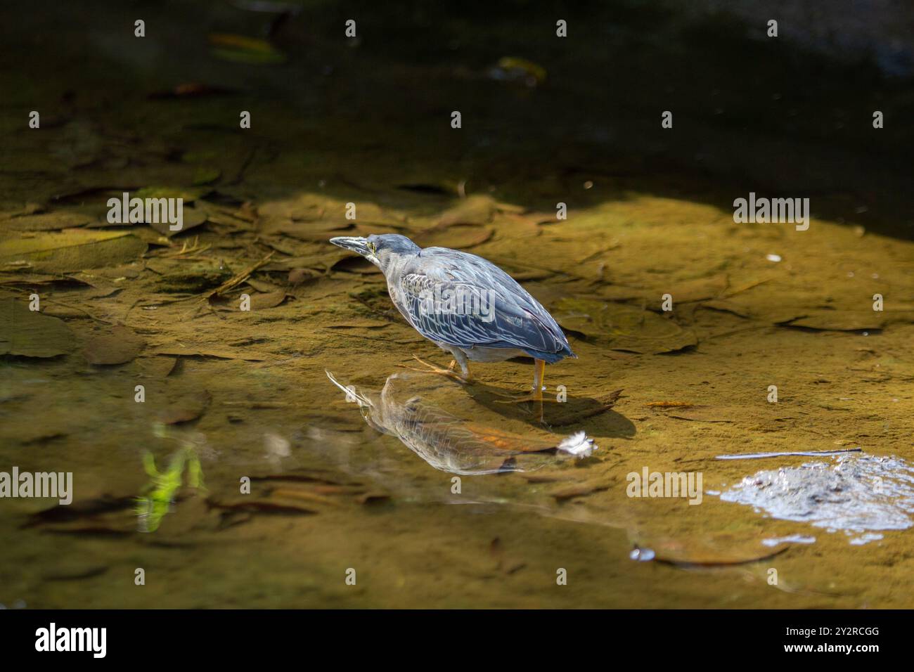 Goiania, Goias, Brésil – 18 août 2024 : un oiseau dans l'eau claire d'un ruisseau, essayant d'attraper un poisson à manger. Butorides striata. Banque D'Images