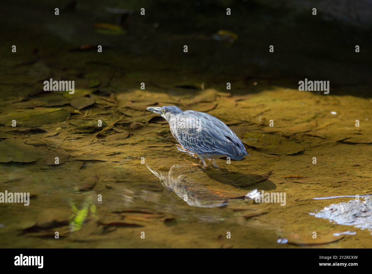 Goiania, Goias, Brésil – 18 août 2024 : un oiseau dans l'eau claire d'un ruisseau, essayant d'attraper un poisson à manger. Butorides striata. Banque D'Images