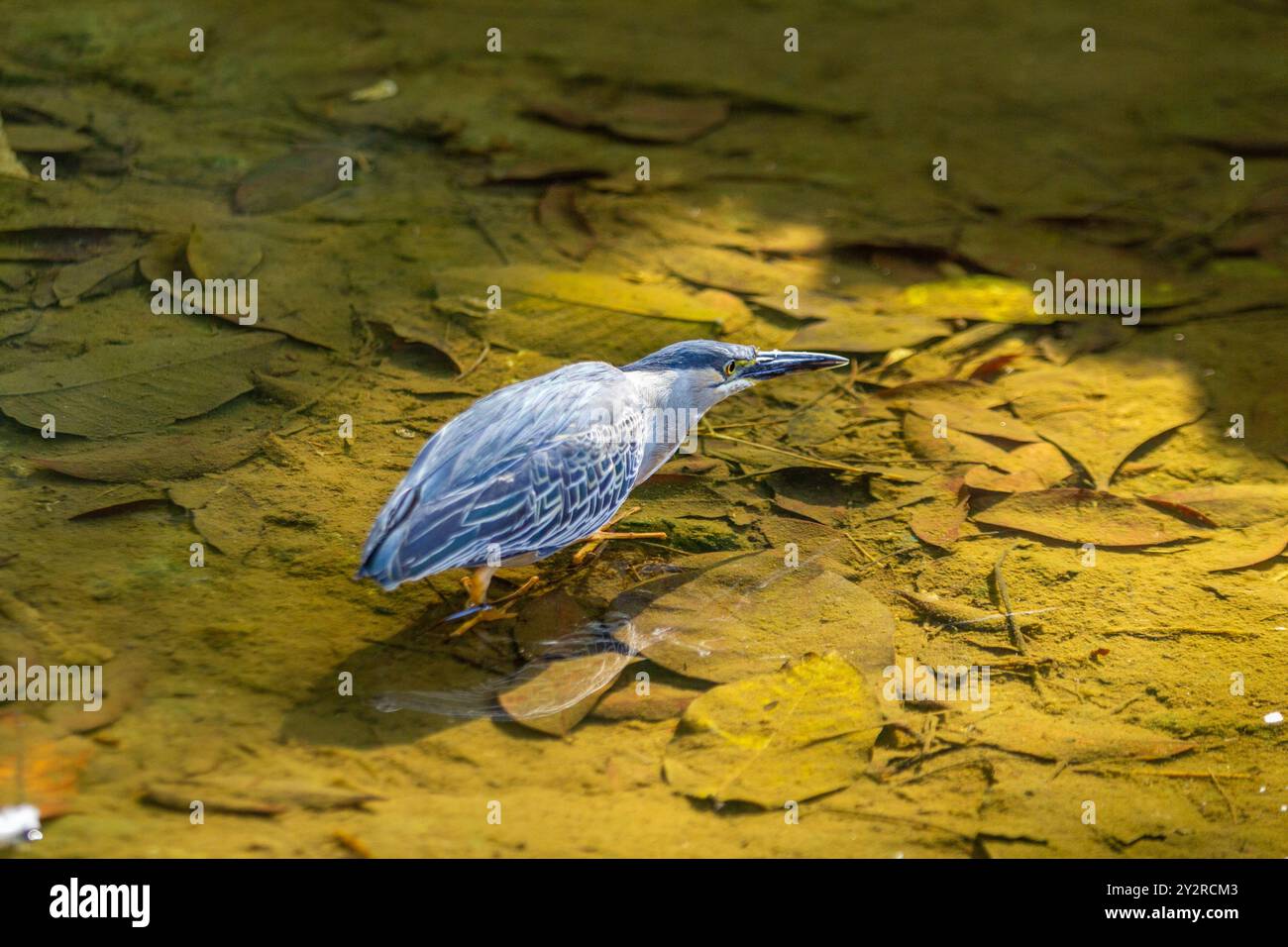 Goiania, Goias, Brésil – 18 août 2024 : un oiseau dans l'eau claire d'un ruisseau, essayant d'attraper un poisson à manger. Butorides striata. Banque D'Images